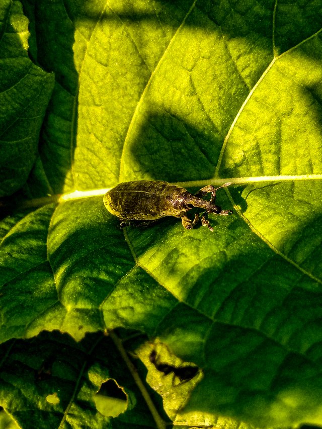 Weevil 5