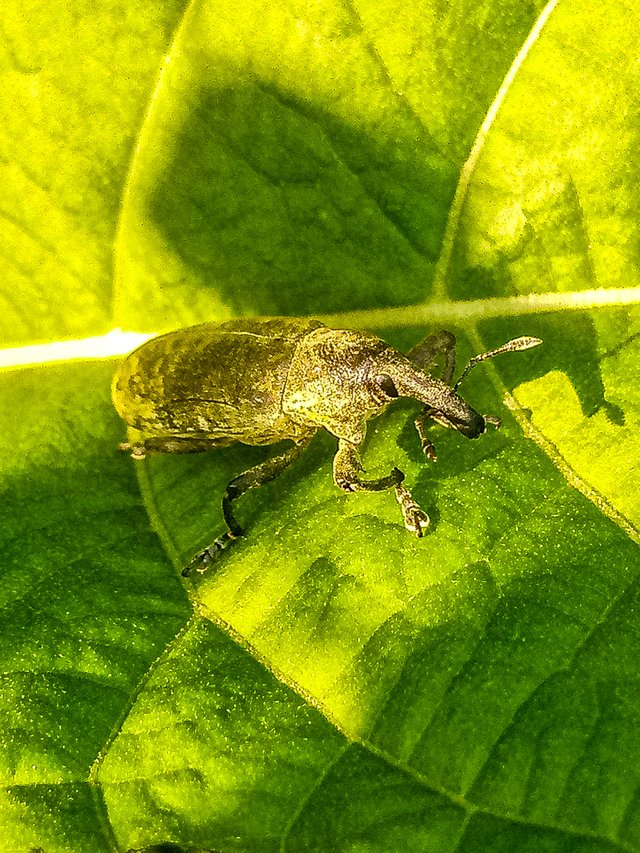 Weevil 4