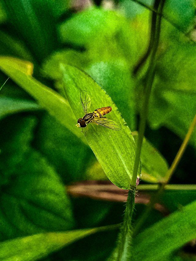 Calligrapher Fly on a leaf