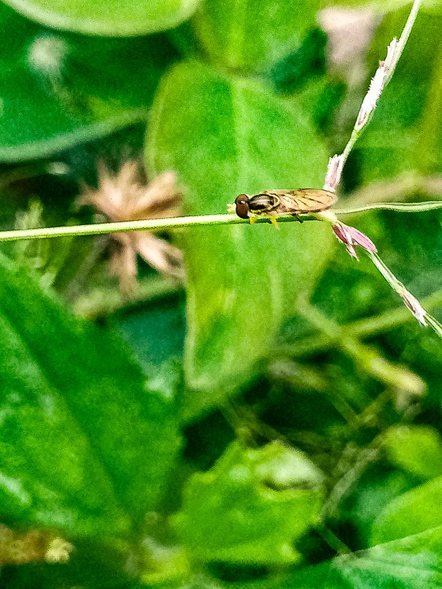 Calligrapher Fly