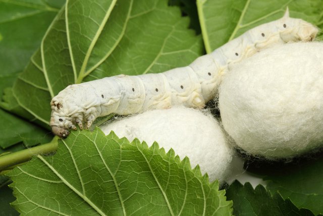 Silkworm