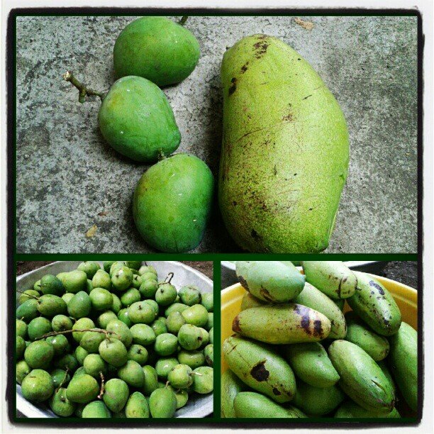 Mango Mania The Different Varieties Of The Philippine Mango Steemit