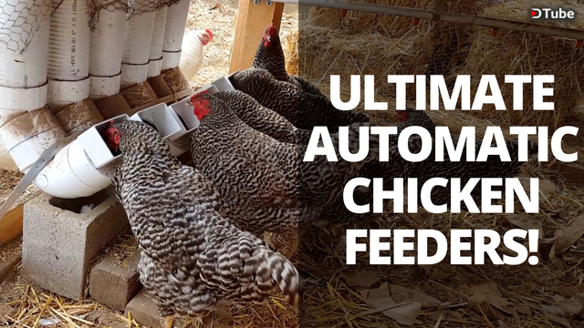 Easy Diy Automatic Chicken Feeders Save Hours Of Work A Year