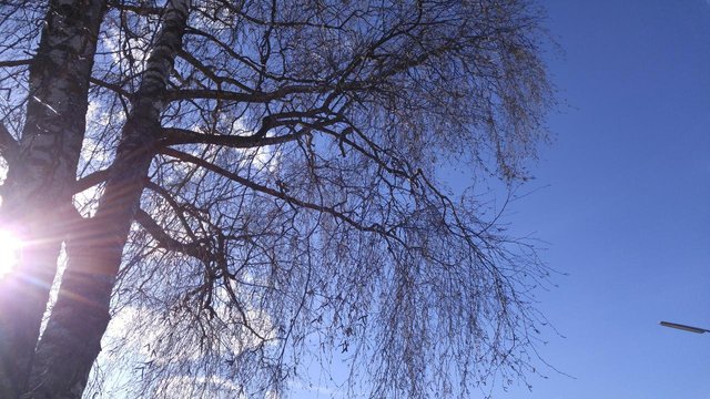 february-trees-b
