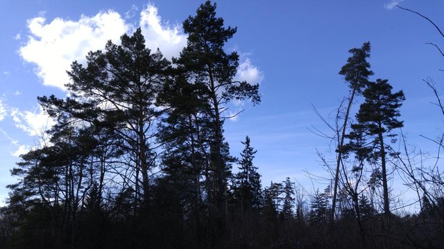 february-trees-a