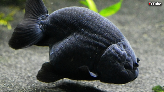 Thai store black ranchu