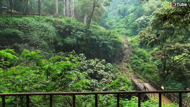 Taman Hutan Raya Ir H Juanda Bandung Steemit