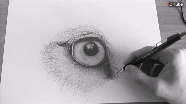 lion eye drawing