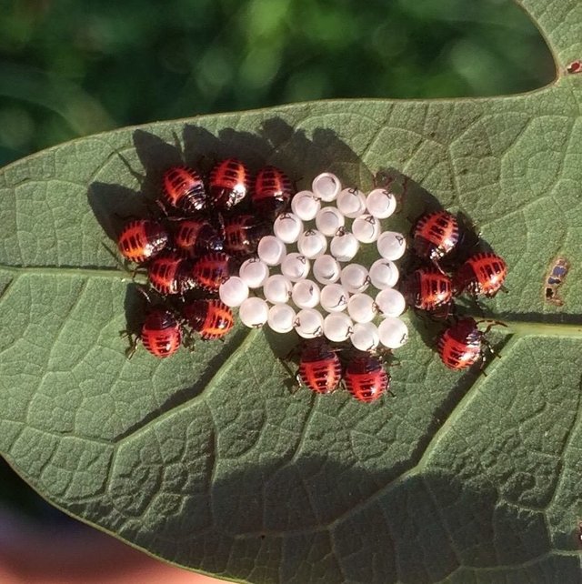 Beer Pong Bugs