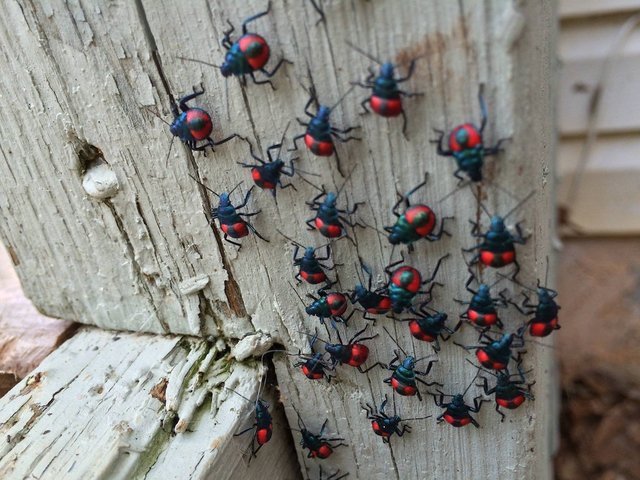 Predatory Stink Bugs