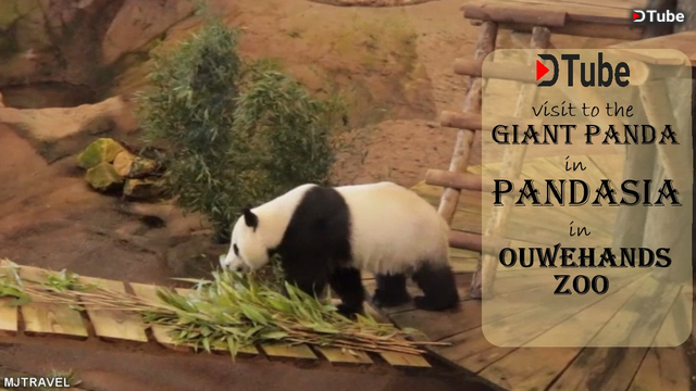 Visit To The Giant Panda In Pandasia And Other Beautiful Animals