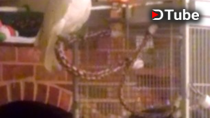 Animals Cockatoo Singing Let The Bodies Hit The Floor Steemit