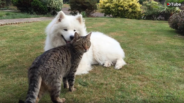 do samoyeds get along with cats
