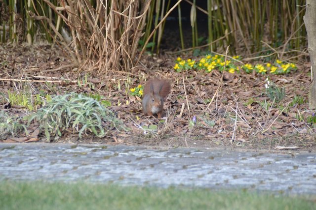 Squirrel