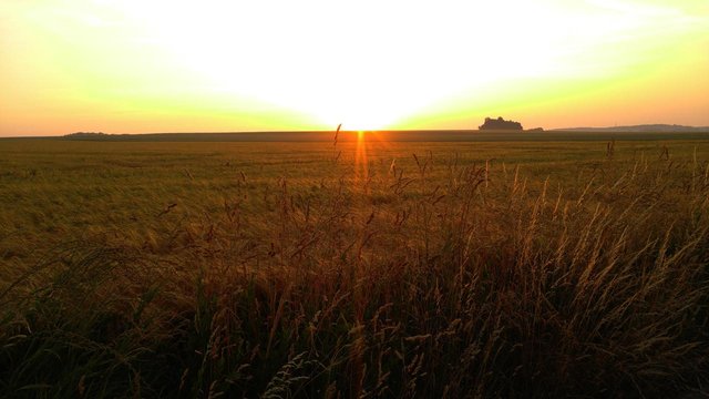 fields-in-the-morning-sun-c