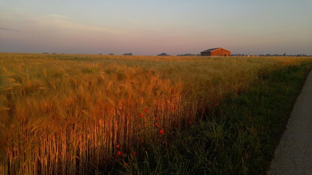 fields-in-the-morning-sun-e