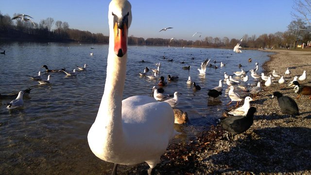 ohai-karlsfelder-see-a