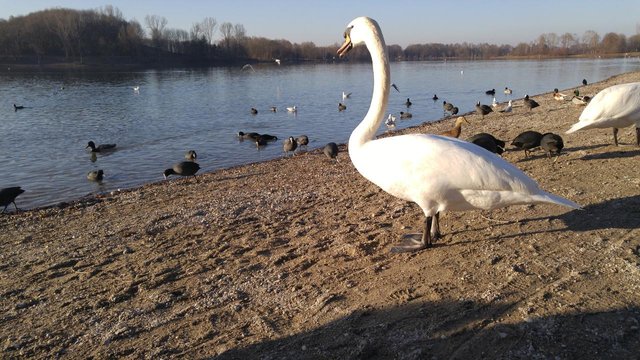 ohai-karlsfelder-see-v