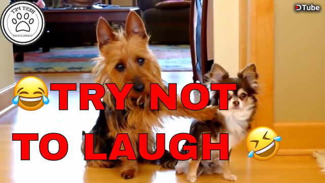 Funny dogs try not to online laugh