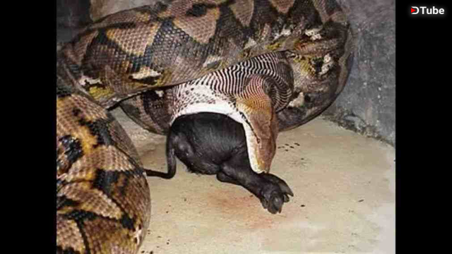 Anaconda Eating