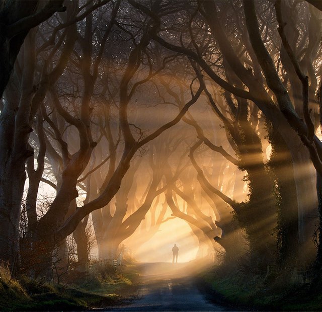 Dark Hedges