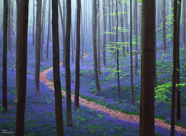 Forest Hallerbos