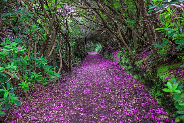 Tunnel of rhododendrons