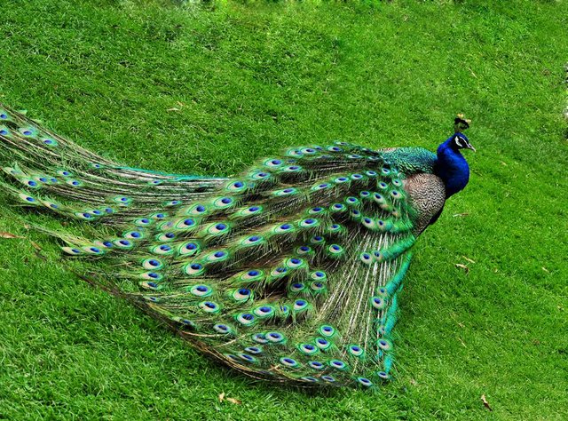 The Chinese Elements King Of Birds Phoenix Peacock 中国元素 龙凤吉祥 百鸟之王孔雀凤凰 Steemit