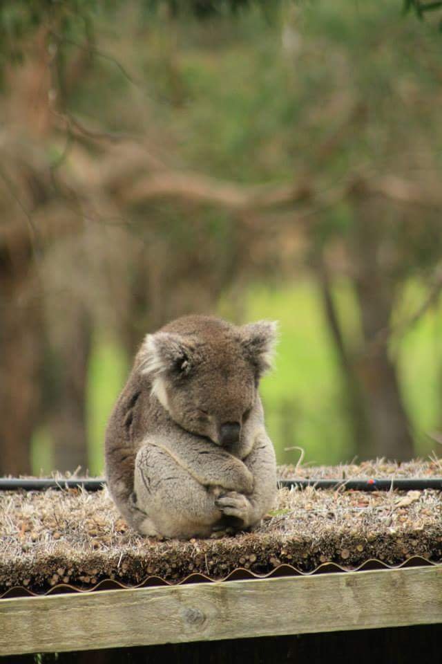 Adventures in Oz: cuddly koalas and flying kangaroos? (Sharing