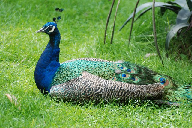 The Chinese Elements King Of Birds Phoenix Peacock 中国元素 龙凤吉祥 百鸟之王孔雀凤凰 Steemit