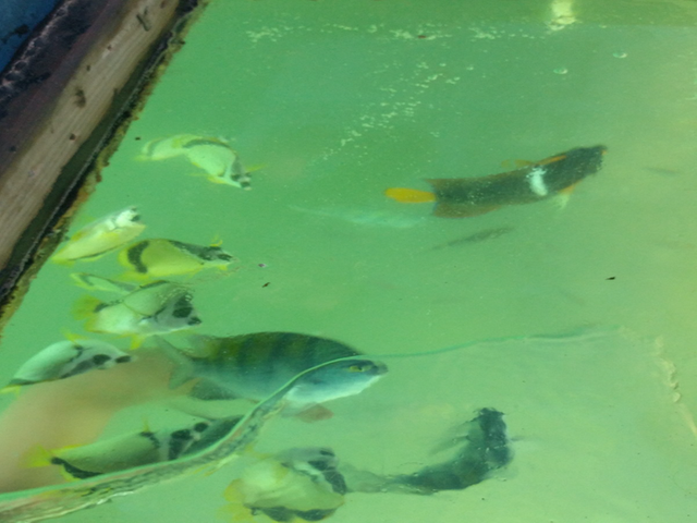 Fish on the glass bottom boat