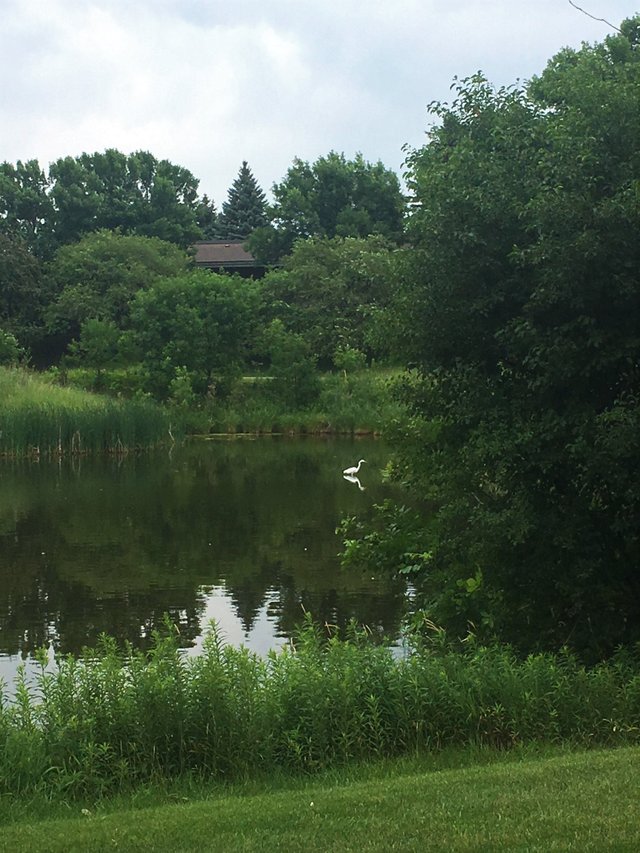 Walking trail and pond