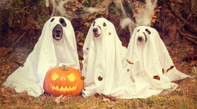 Dogs dressed for Halloween