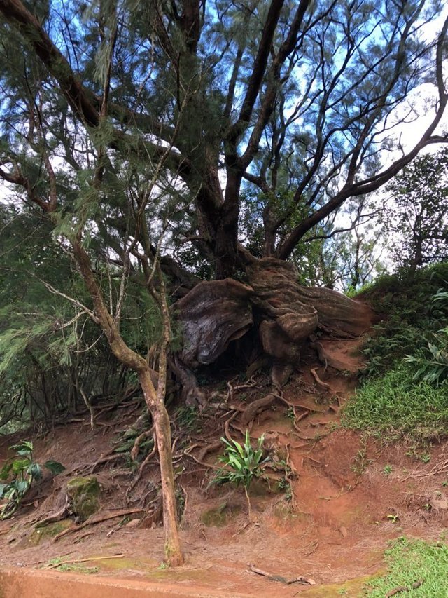 Gnarled Tree