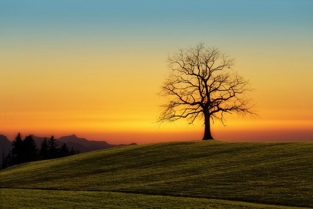 Hillside with tree