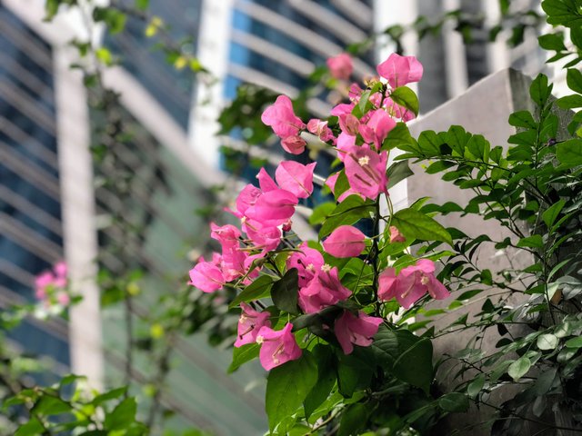 Bougainvilleas infront of buildings