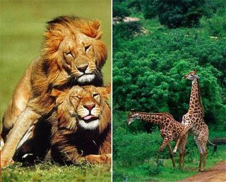 La Homosexualidad En Los Animales Steemit