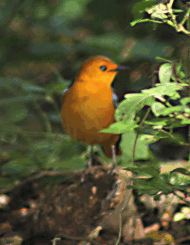 Red-capped robin-chat