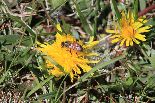 African Daisy and African Bee