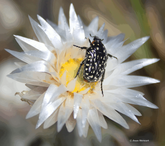 Everlasting Flower of South Africa