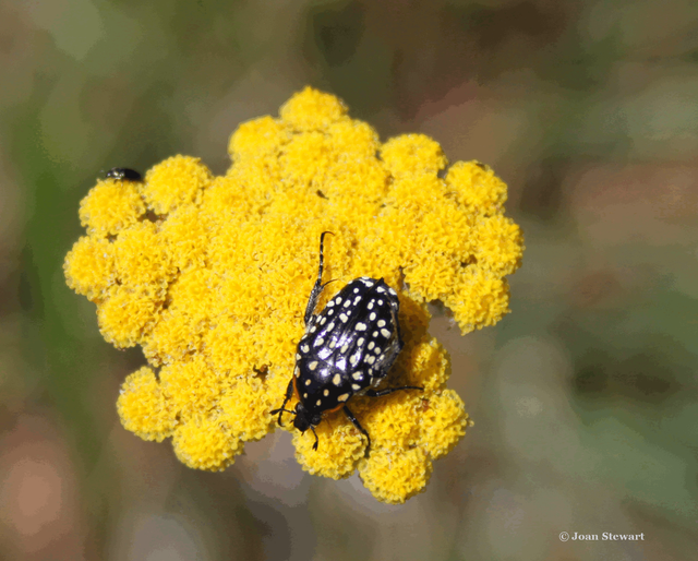 Beetle - White-spotted fruit chafer