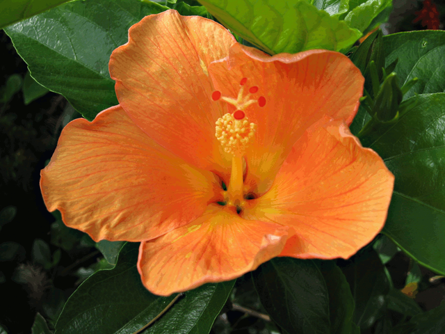 Orange Hibiscus