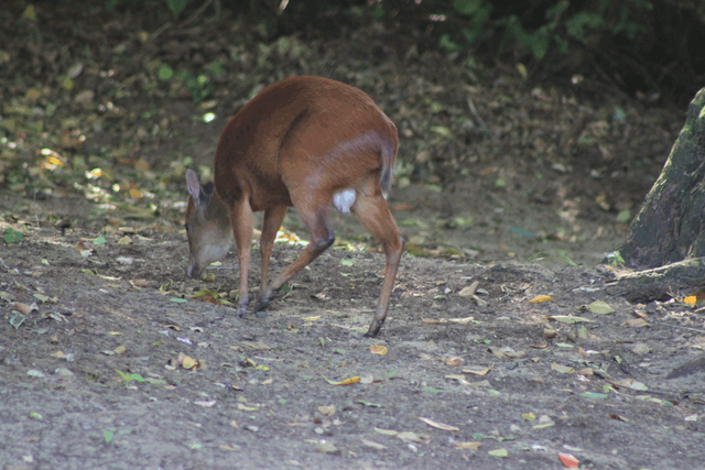 Red duiker