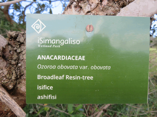 Broad-leaf Resin Tree