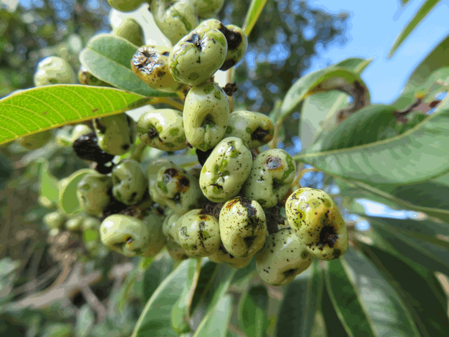 Broad-leaf Resin Tree Fruit