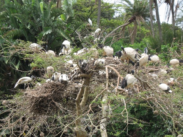 Sacred Ibis in Tree