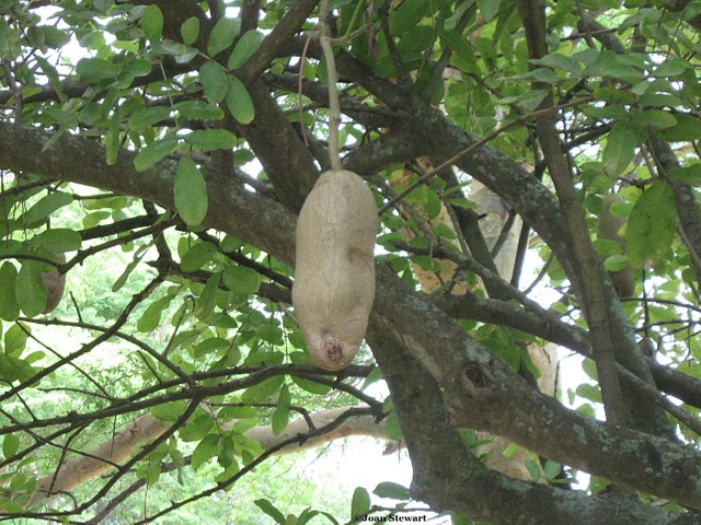 Sausage Tree 