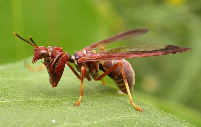 The strange insect half mantis half wasp - Extraño insecto mitad mantis ...