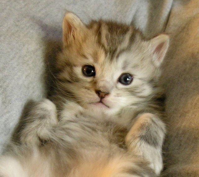 Cute Baby Cats Part 3 Steemit