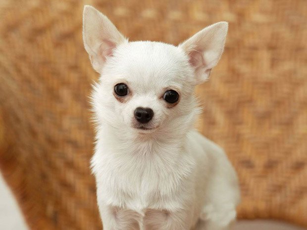 Both an arid mexican state and a tiny dog breed outlet